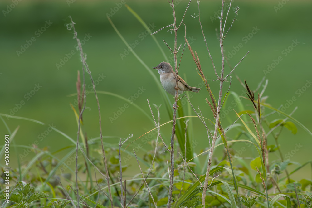whitethroat sylvia communis perched on a wildflower stem with a blurred green background whitethroat sylvia communis perched on a wildflower stem with a blurred green background