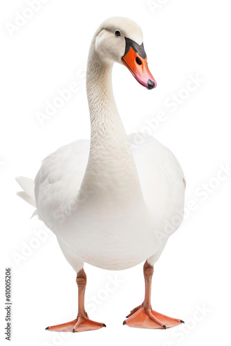 goose isolated on white