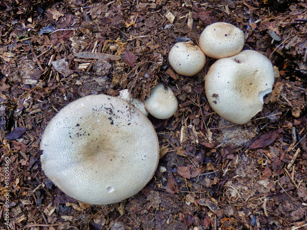 Agaricus arvensis (Horse Mushroom) growing in a compost heap
Agaricus arvensis (Horse Mushroom) growing in a compost heap
