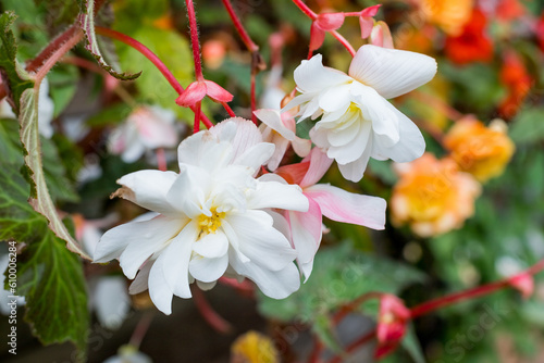 White begonia flower hanging in pot in garden.Angel Wing Begonia plant with white flowers and green leaves  close up.Floriculture  gardening or landscape design concept