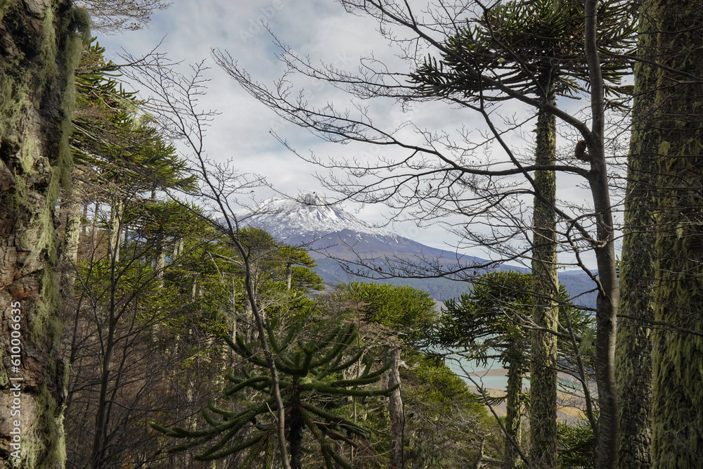 panoramic view of Llaima volcano, native araucaria forest on trail, Conguillio National Park, Chile