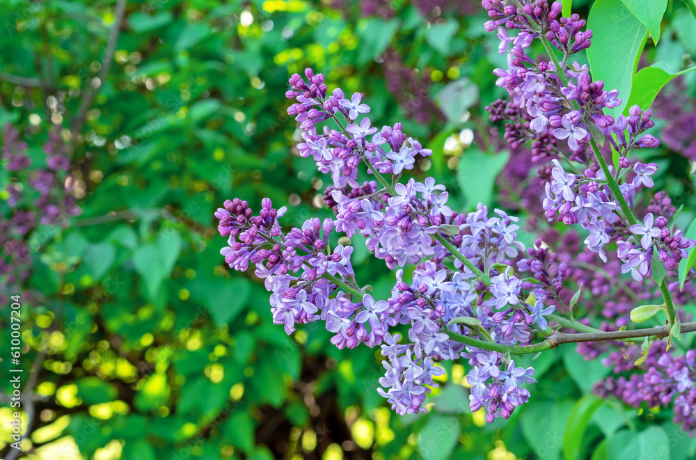 Fototapeta premium Purple lilac flower with green leaves. Blooming lilac bush with tender flowers. Purple lilac flower on the bush. Spring time.