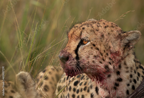 Cheetah with bllod stain on face after a heavy meal at Masai Mara, Kenya photo