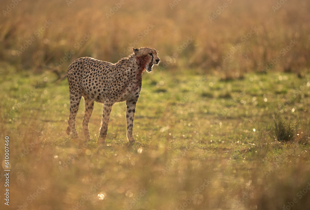 A backlit image of Cheetah after having heavy meal at Masai Mara, Kenya A backlit image of Cheetah after having heavy meal at Masai Mara, Kenya