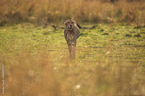 A backlit imahge of Cheetah on walk after having heavy meal at Masai Mara, Kenya photo