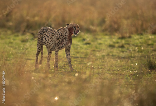 A backlit image of Cheetah after having heavy meal at Masai Mara, Kenya