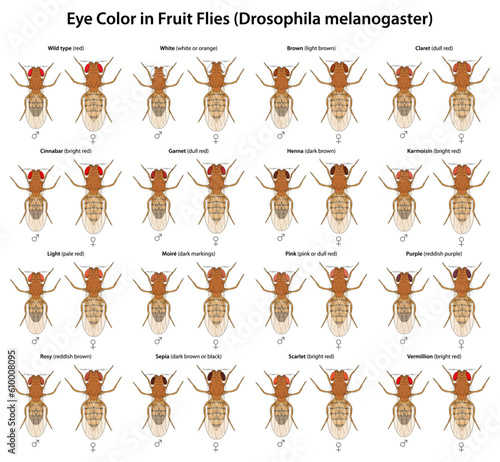 Eye Color in Fruit Flies (Drosophila melanogaster)