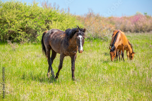 A herd of horses graze in the meadow in summer, eat grass, walk and frolic. Pregnant horses and foals, livestock breeding concept. © Vera