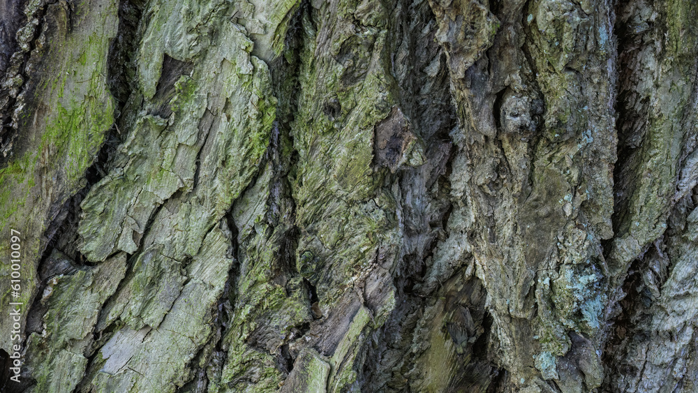 High-resolution close-up photo of a tree trunk. High-resolution close-up photo of a tree trunk.