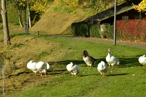 Tableau sur toile Rassemblement de cygnes dans le parc longeant le lac des Doyards à Vielsalm