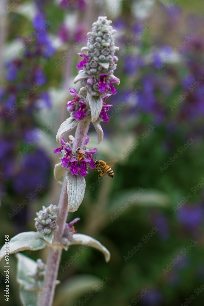 Obraz premium bee on lavender