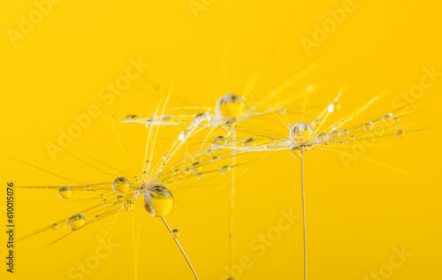 Dandelion flower seed with dew drops close up.