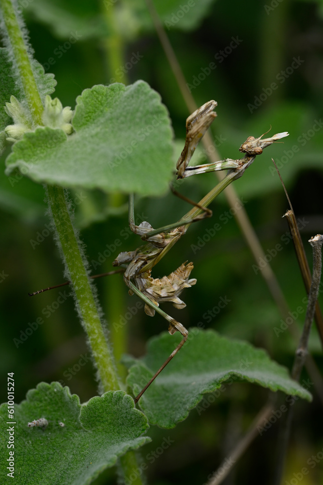 Haubenfangschrecke // Conehead mantis (Empusa fasciata) - Greece