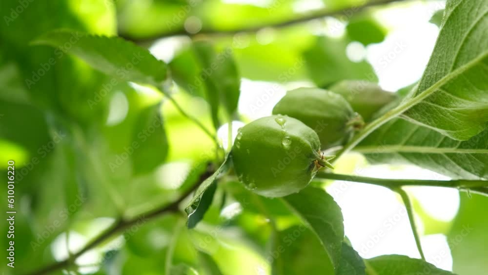 Small apples that are just starting to grow Small apples that are just starting to grow