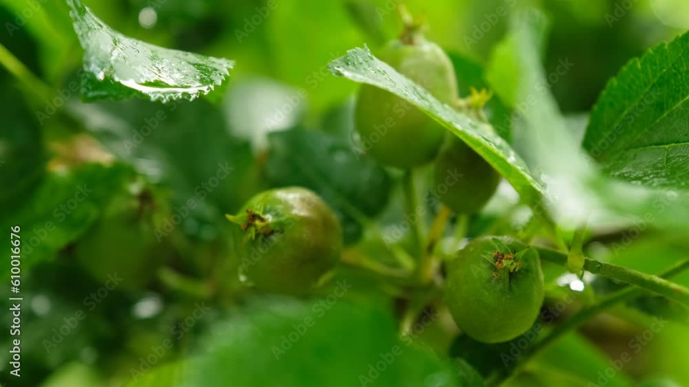 Small apples that are just starting to grow Small apples that are just starting to grow