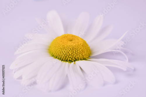 One white chamomile on a white background.Close-up. 