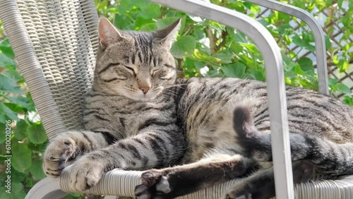 beautiful striped cat whiskas color lies in cozy wicker chair in sunny garden, basks in sun, midges fly, concept behavioral characteristics, body language of cats, keeping pets, animal-companion photo