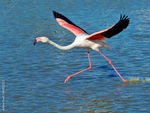 Flamingo running on water (Phoenicopterus ruber) before flying off, in the Camargue is a natural region located south of Arles, France