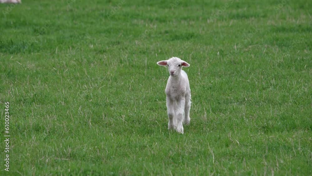 Baby lamb walking through green grassy field in slow motion, shaking its head.