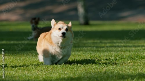 small funny cute dogs french bulldog and corgi on a walk in the park playing on the grass dog portrait