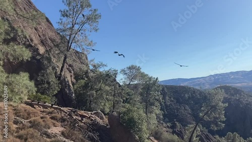 Slow motion capture of three endangered California Condors flying overhead on a hiking trail. Taken on a clear, sunny day in summer - Pinnacles National Park, California, USA