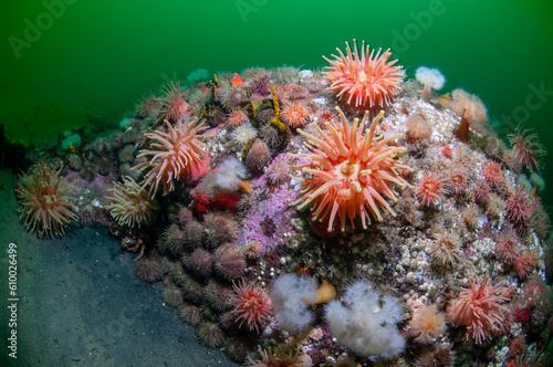 Colorful Sea Anemones underwater in the St. Lawrence River	