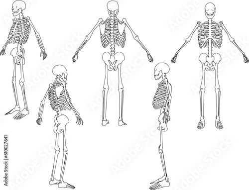 Human skull skeleton cartoon illustration vector sketch biology research material