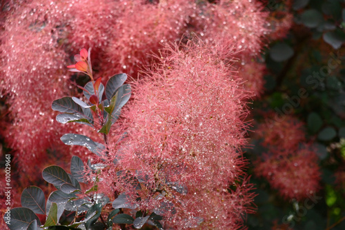 After a rain downy runaways cotinus were bent under weight of drops of water.