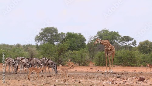 Giraffe Impalas and plain zebras drinking in waterhole in Kruger National park, South Africa ; Specie Giraffa camelopardalis family of Giraffidae