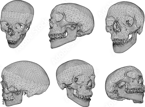 Sketch vector illustration of human skull cartoon biology research material