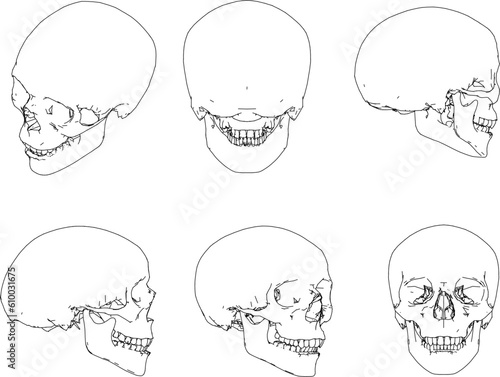 Sketch vector illustration of human skull cartoon biology research material