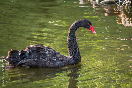 A graceful black swan with a red beak is swimming on a lake with dark green water. Cygnus atratus © Dmitrii Potashkin