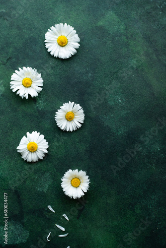 White daisy flowers on a green background. Place for inscription