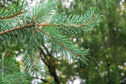 Background of green pine branches with water drops after rain