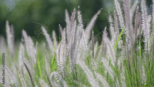 Flower ,Desho grass against evening sun,selective focus photo