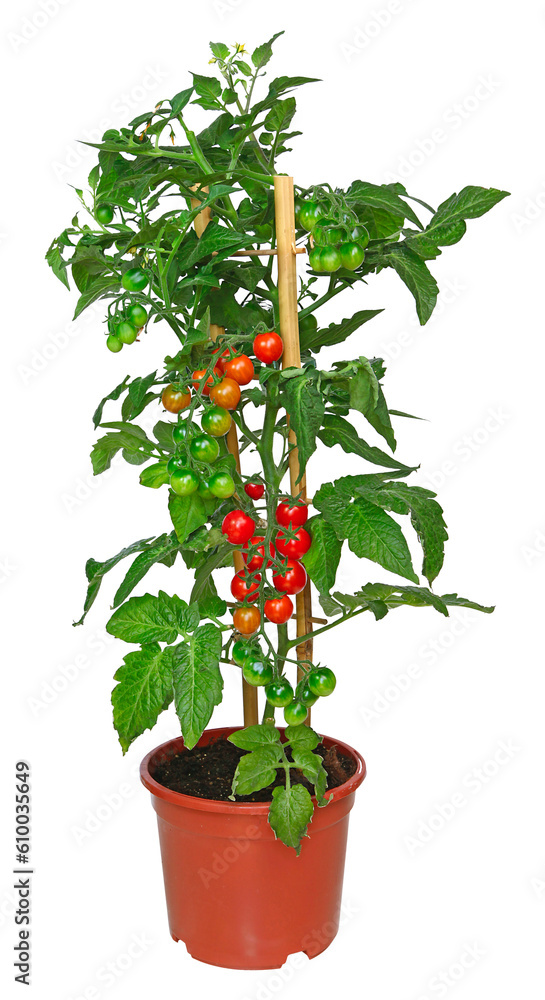 Pied de tomates cocktail en pot Pied de tomates cocktail en pot