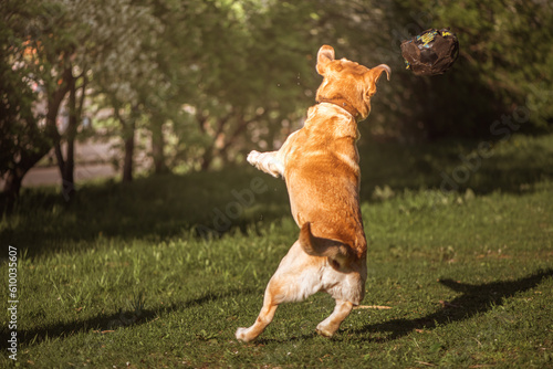 a fawn Labrador plays with a ball on a walk photo