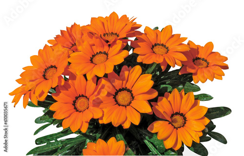 Tableau sur toile Gazania orange