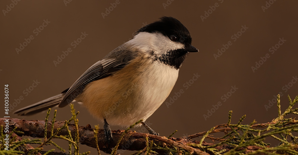 Obraz premium Black-capped Chickadee