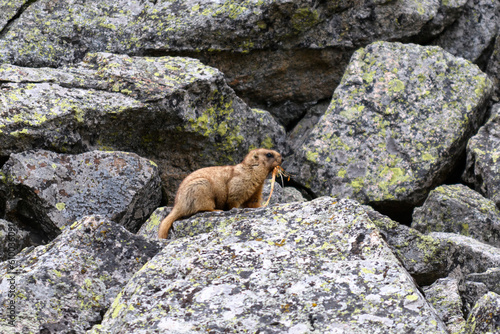 Marmot  Marmota Marmota  standing in rocks in the mountains. Groundhog in wilde nature.