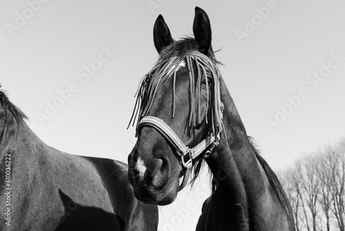 Black and white portrait of a beautiful horse with fly protection mask on the face  © Mentor