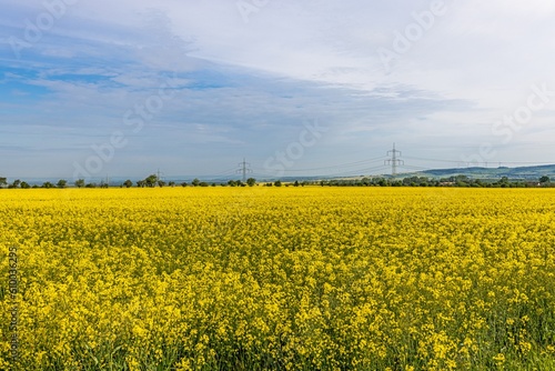 View over a blooming rapeseed field day in spring