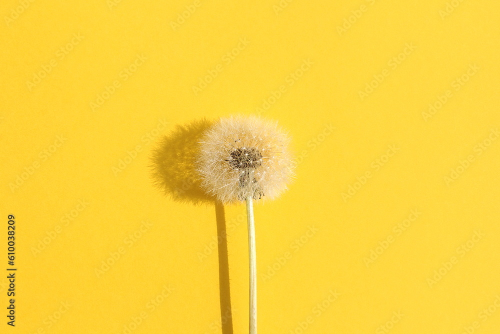 On a yellow background lies one flower of a faded dandelion.