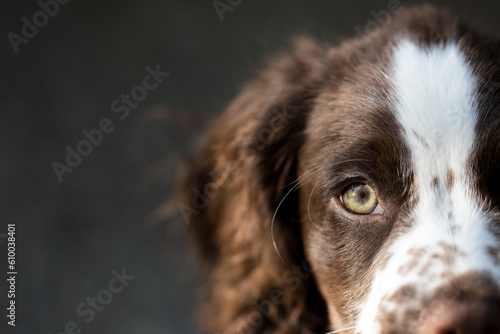 Spaniel dog close-up portrait with copy space.