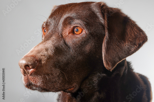 Chocolate brown labrador dog portrait. Pedigree gundog head isolated