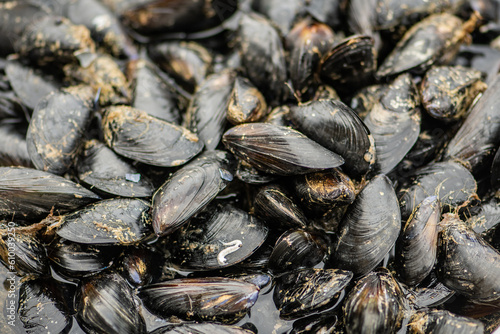 Fresh black mussels mollusk on a scale in a local fish market, sea fruits, sushi, close up