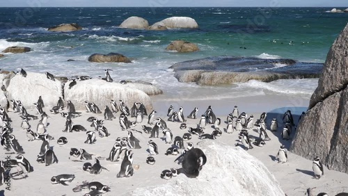 4K footage of wild African Penguins close to camera in Boulders Beach, Cape Town, South Africa. Cape Peninsula with specific fauna and flora. Huge colony of african penguins at the beach.