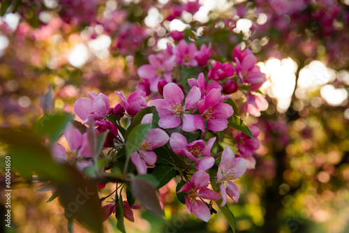 Beautiful apple pink flowers in the sun