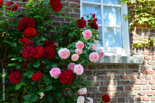 Rosen an einer Hauswand