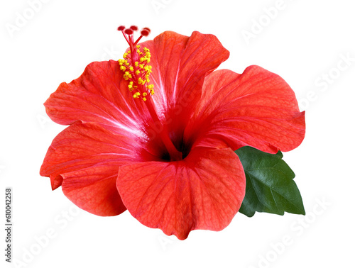 bright red hibiscus flower isolated photo